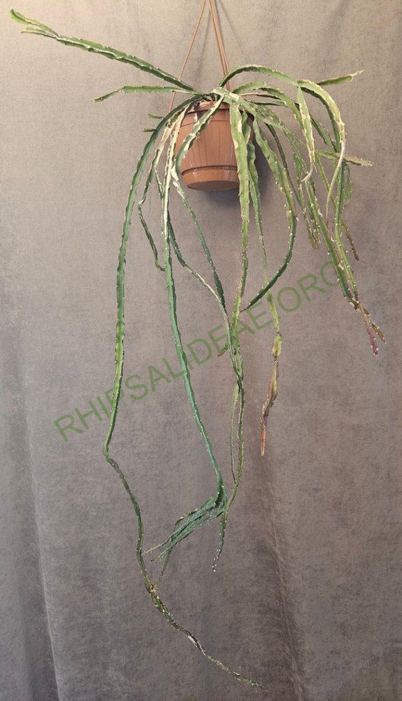 Lepismium 'Tornado'