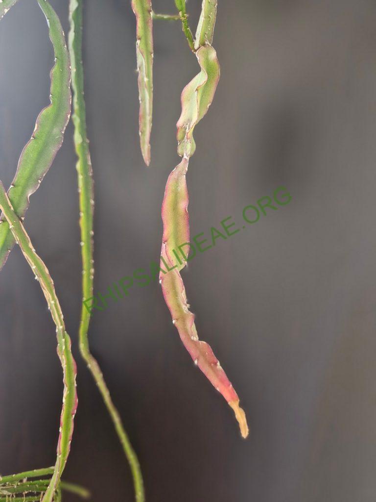 Lepismium 'Tornado'
