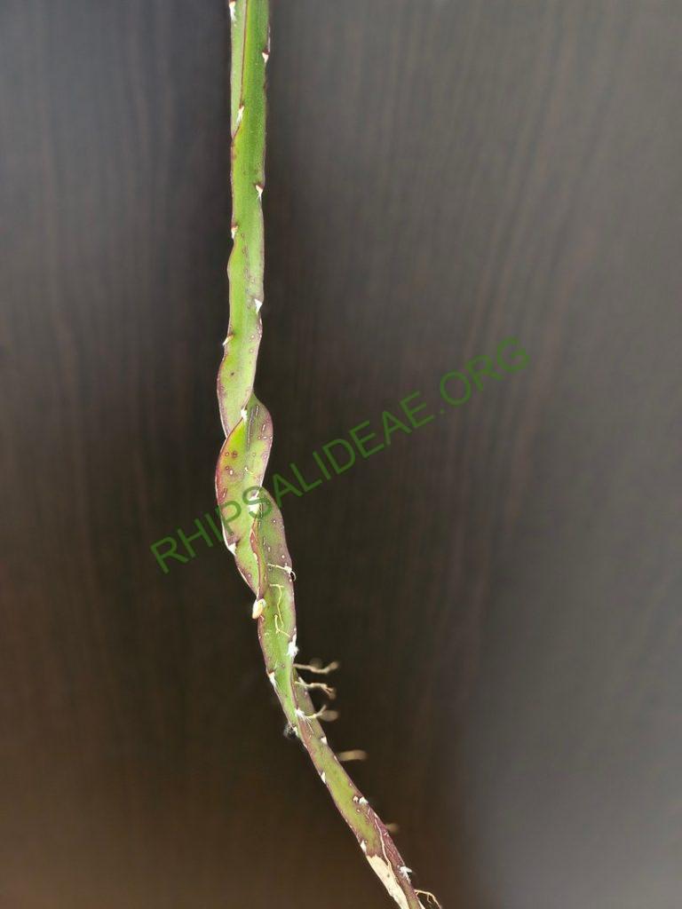 Lepismium 'Tornado'