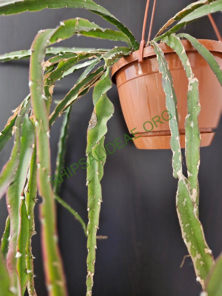 Lepismium 'Tornado'