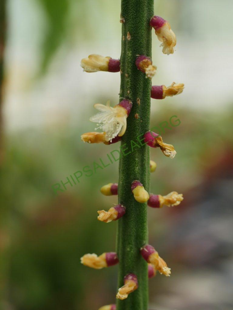 Rhipsalis 'Burle Marx'