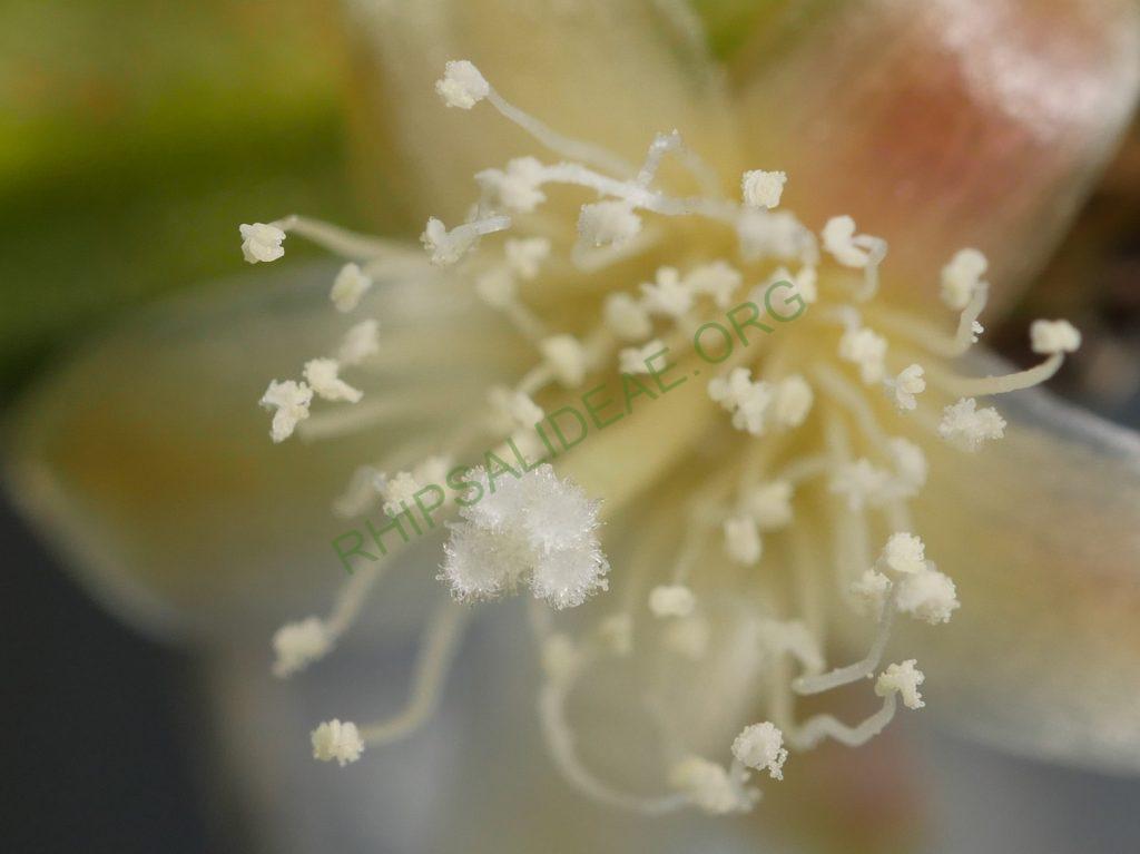 Rhipsalis 'Burle Marx'