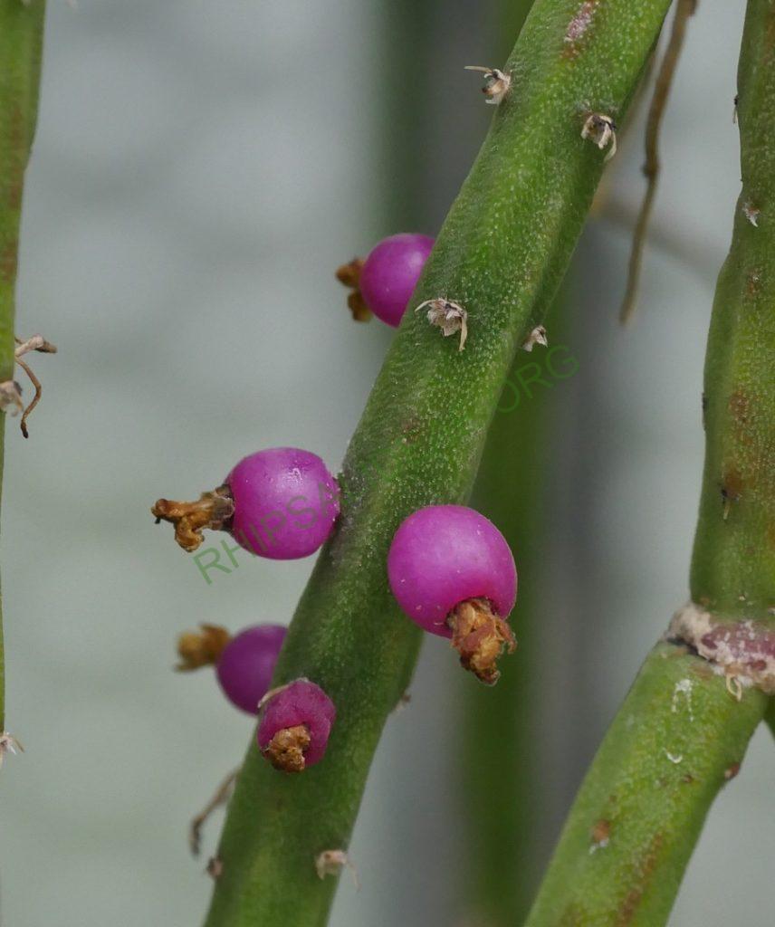 Rhipsalis 'Burle Marx'