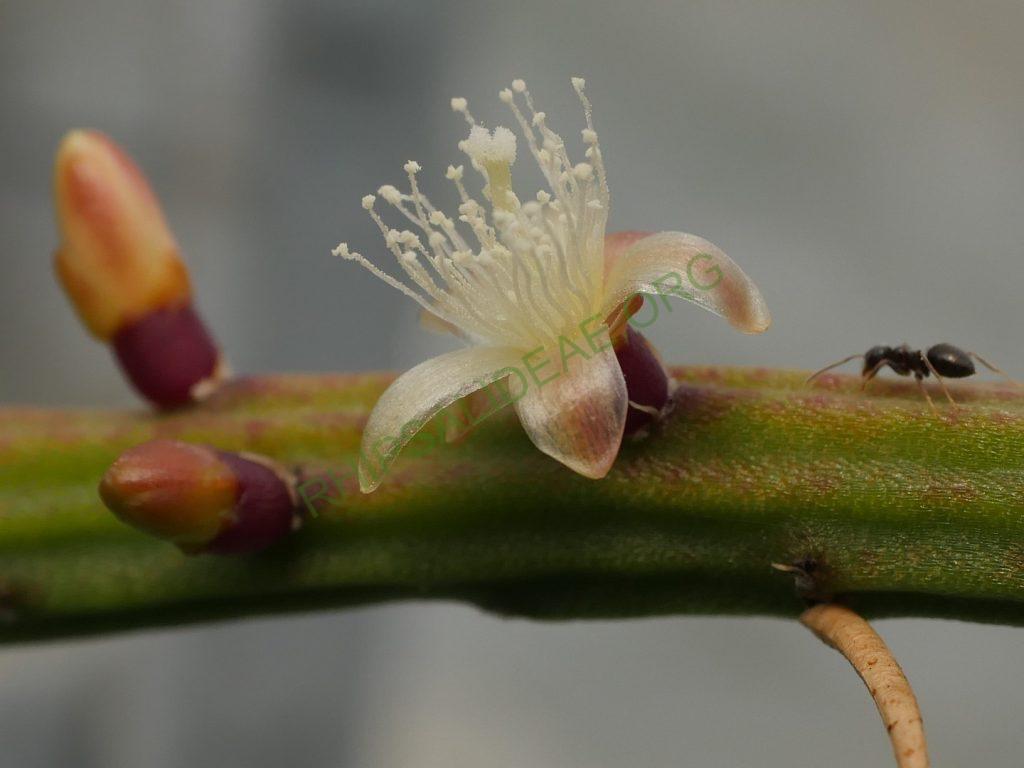 Rhipsalis 'Burle Marx'