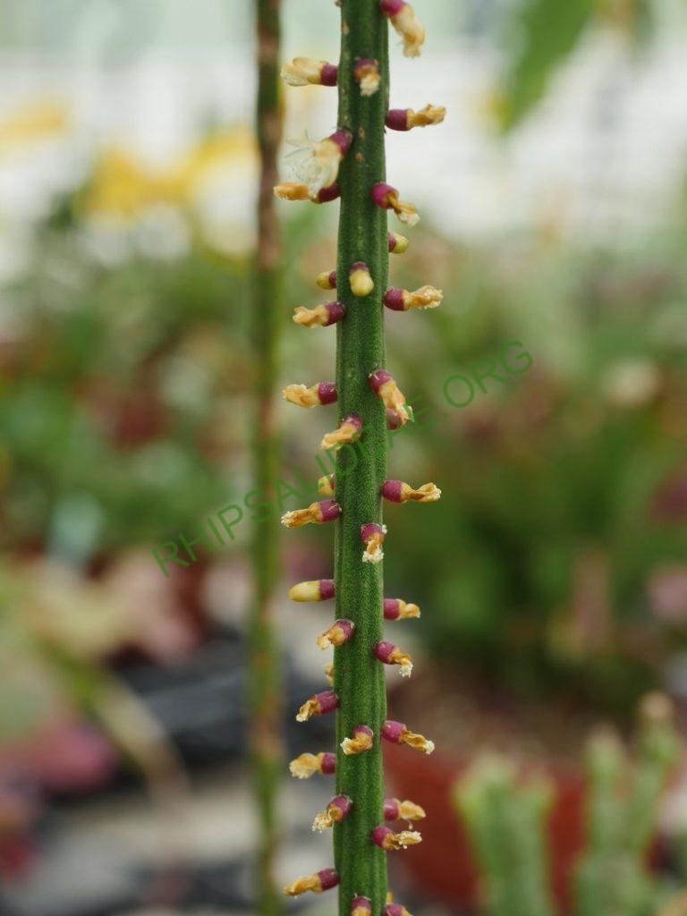 Rhipsalis 'Burle Marx'