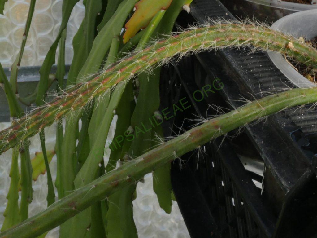 Rhipsalis 'Burle Marx'