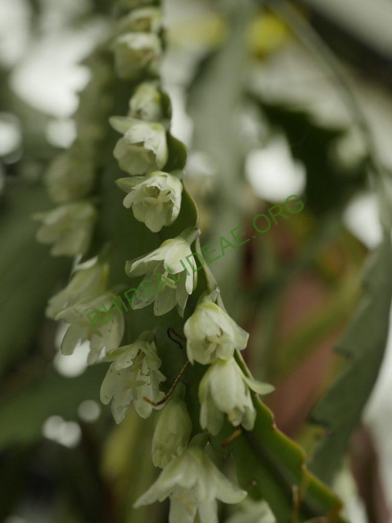 Rhipsalis 'Coroaci'