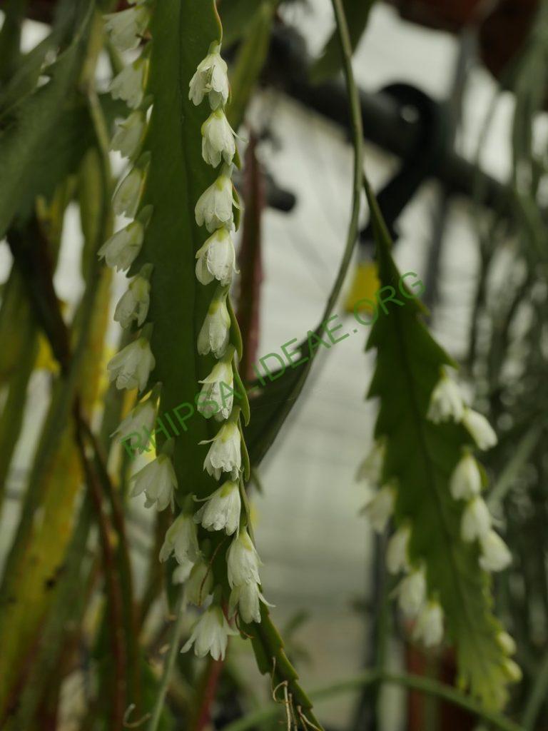 Rhipsalis 'Coroaci'