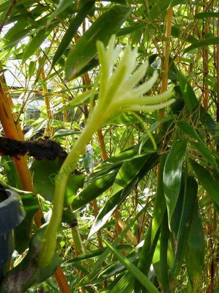 Rhipsalis 'Curly Kai'