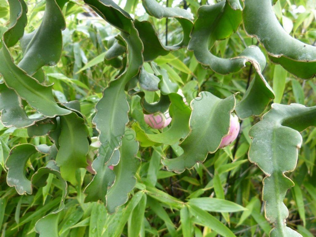 Rhipsalis 'Curly Kai'