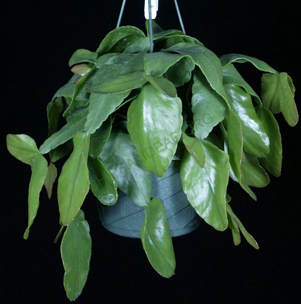 Rhipsalis 'Dave'