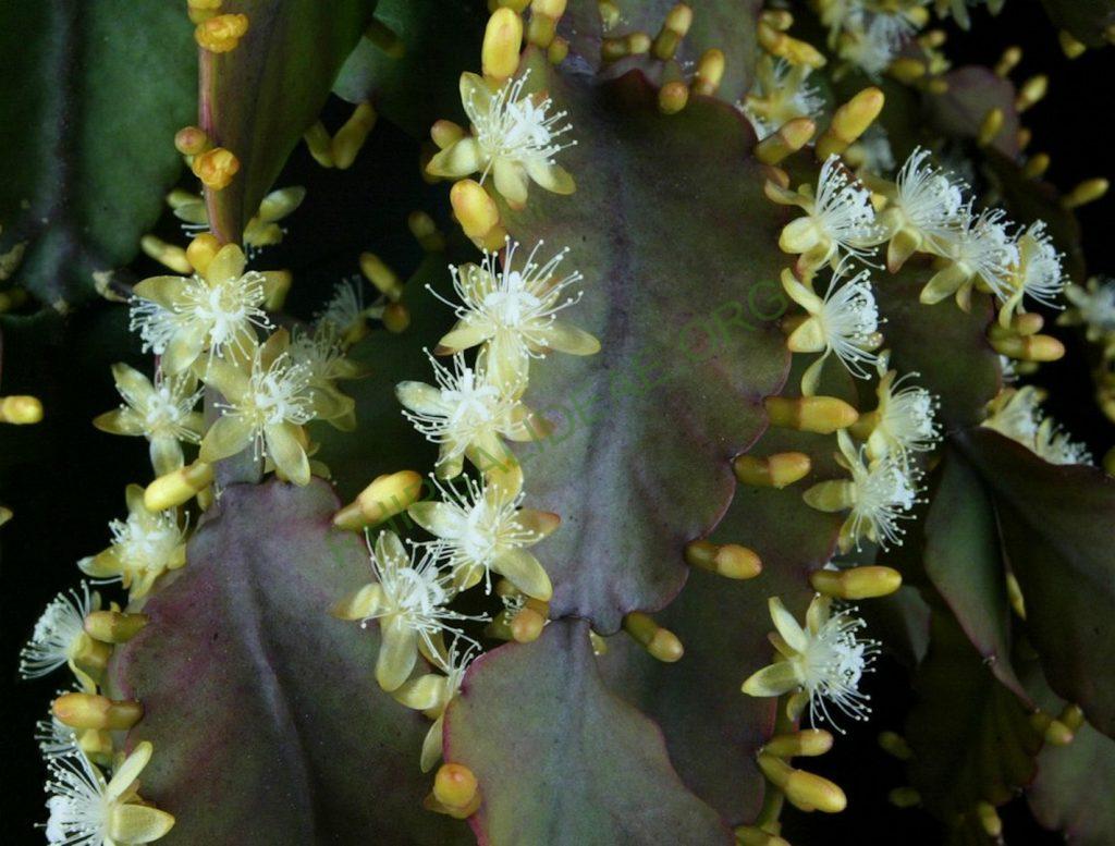 Rhipsalis 'Dave'