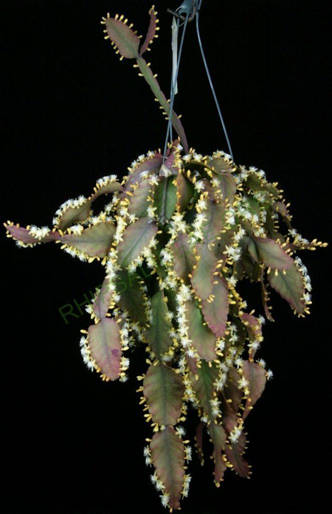 Rhipsalis 'Dave'