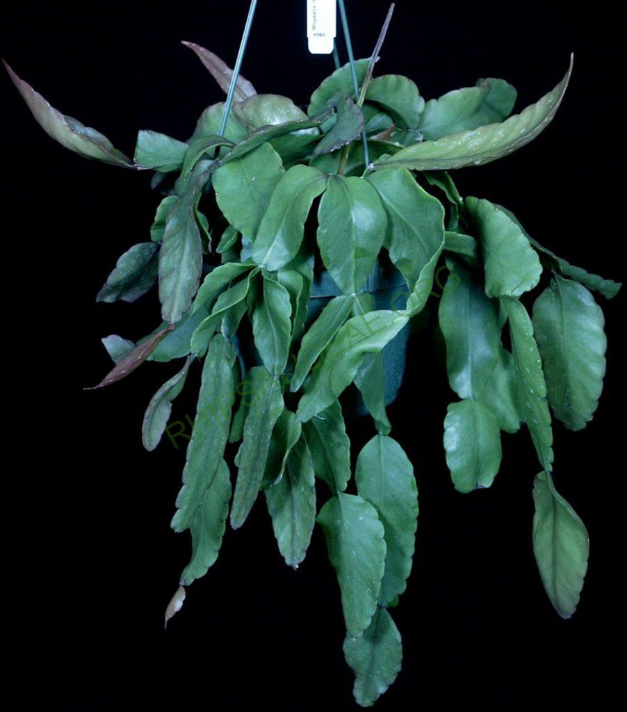 Rhipsalis 'Dave'