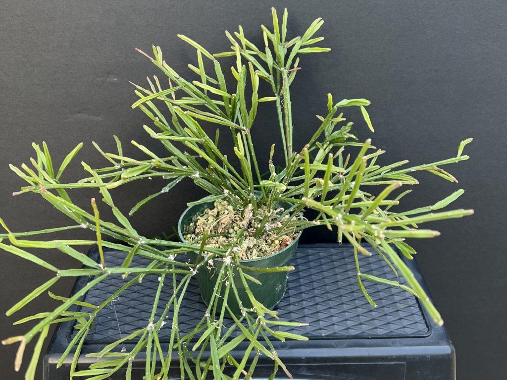 Rhipsalis 'Ellen'