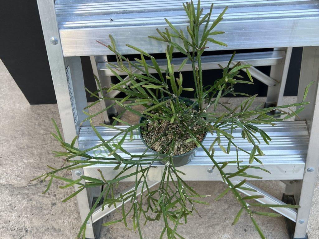 Rhipsalis 'Ellen'