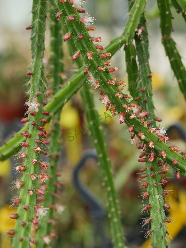 Rhipsalis flagelliformis, GO 456, Sossego do Imbé, Santa Maria Madalena, Rio de Janeiro, Brazil