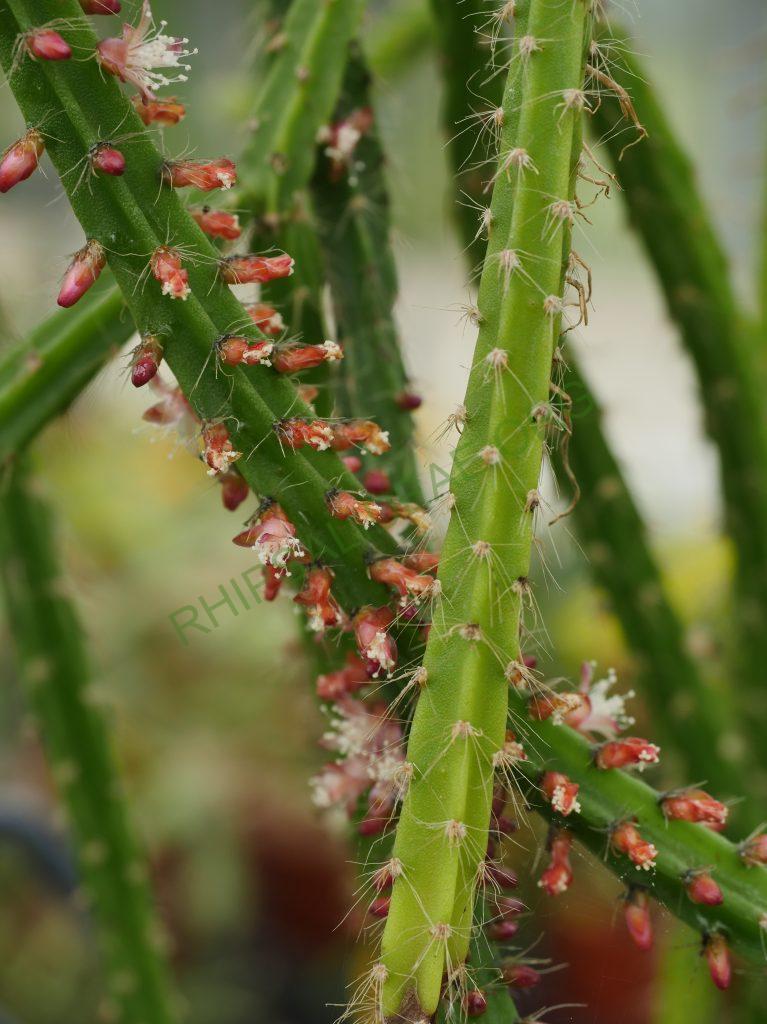 Rhipsalis flagelliformis, GO 456, Sossego do Imbé, Santa Maria Madalena, Rio de Janeiro, Brazil