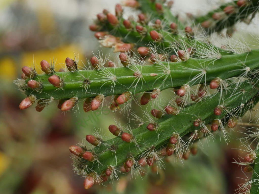 Rhipsalis flagelliformis, GO 457