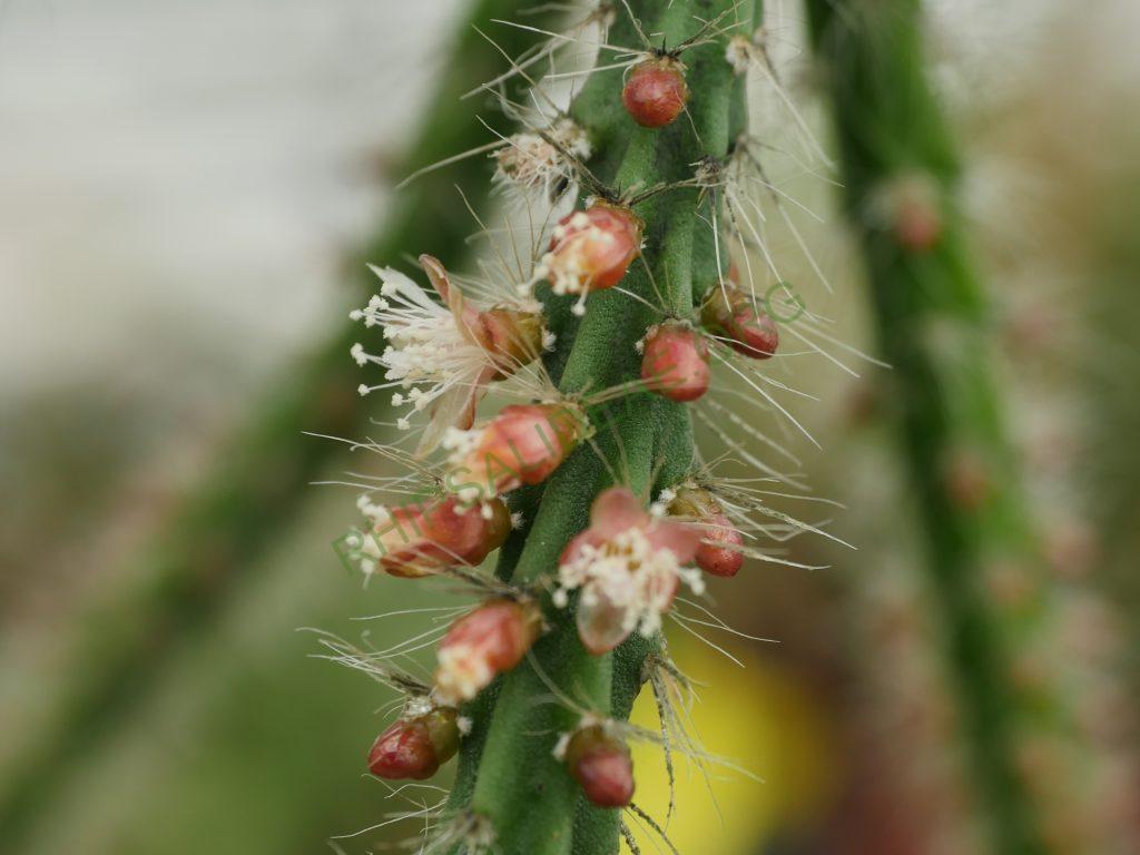 Rhipsalis flagelliformis, GO 457