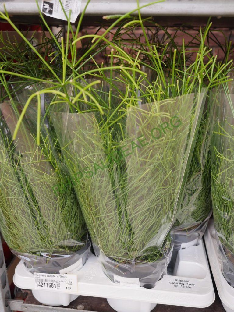 Rhipsalis 'Oasis'
