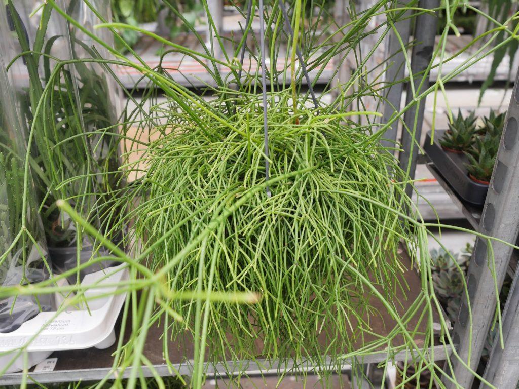 Rhipsalis 'Oasis'