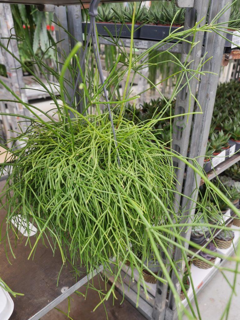 Rhipsalis 'Oasis'
