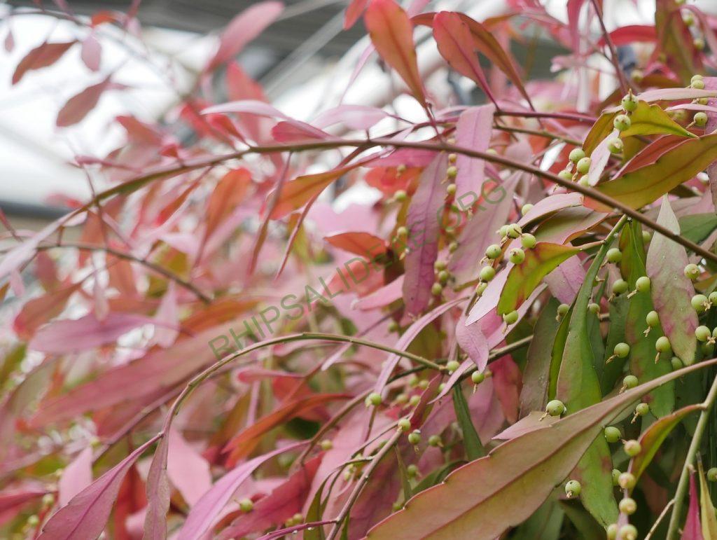 Rhipsalis 'Red Coral'