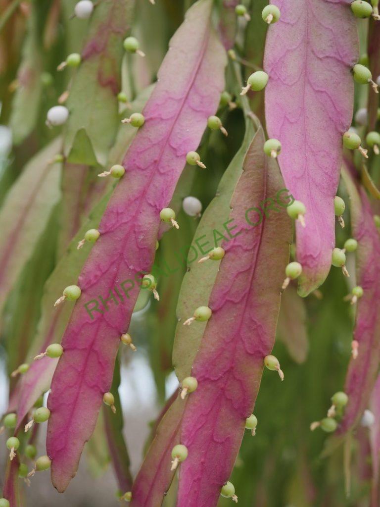 Rhipsalis 'Red Coral'