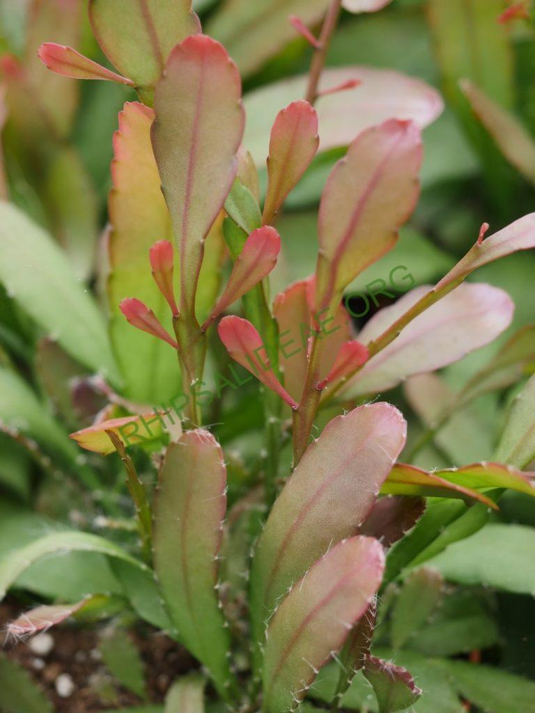 Rhipsalis 'Red Coral'