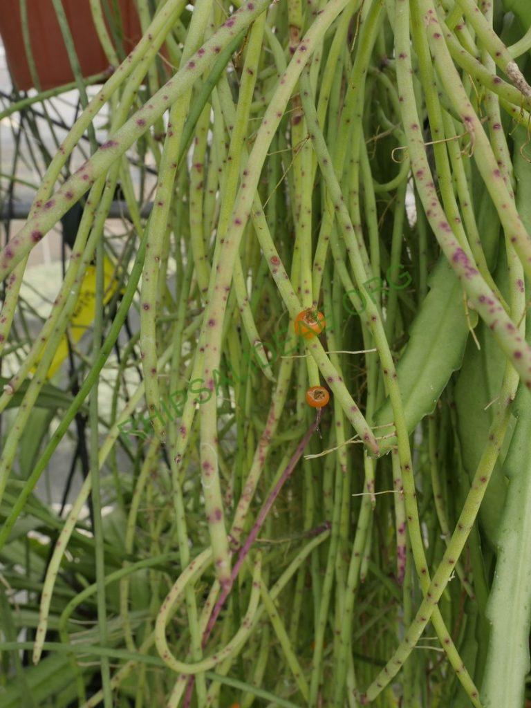 Rhipsalis 'Sao Fideles'