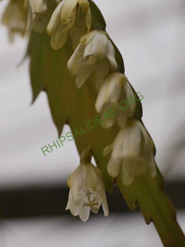 Rhipsalis 'Sergio'