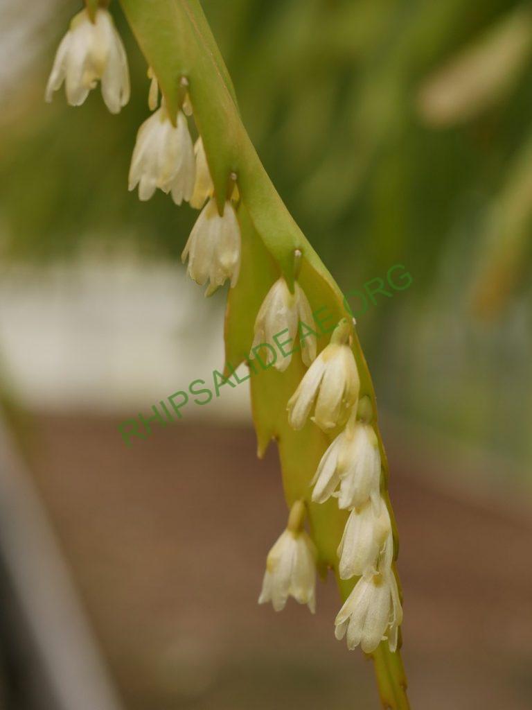 Rhipsalis 'Sergio'