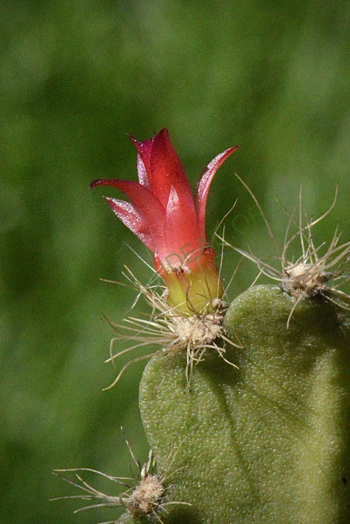 Lymanbensonia incachacana