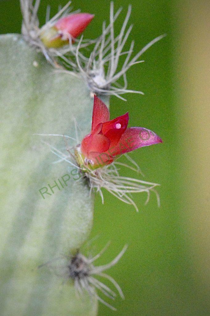 Lymanbensonia incachacana