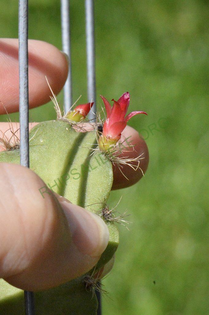 Lymanbensonia incachacana