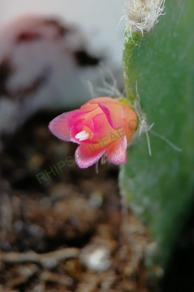 Lymanbensonia incachacana