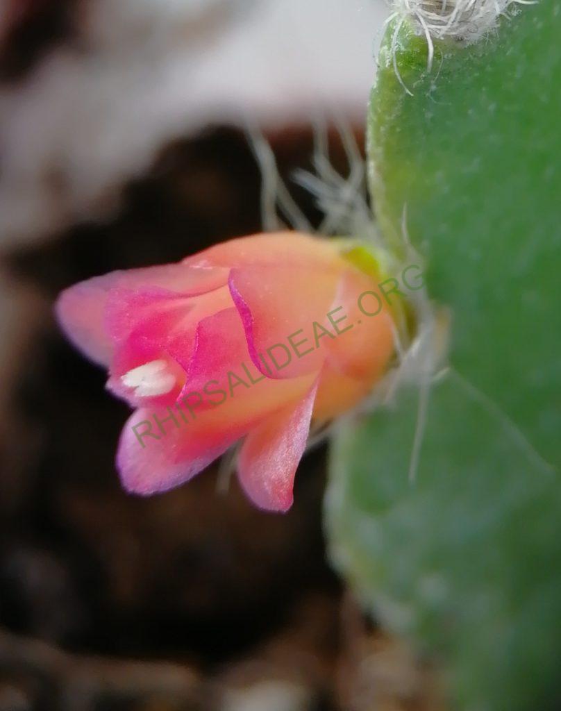 Lymanbensonia incachacana