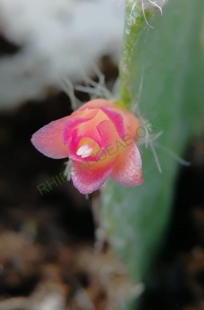 Lymanbensonia incachacana