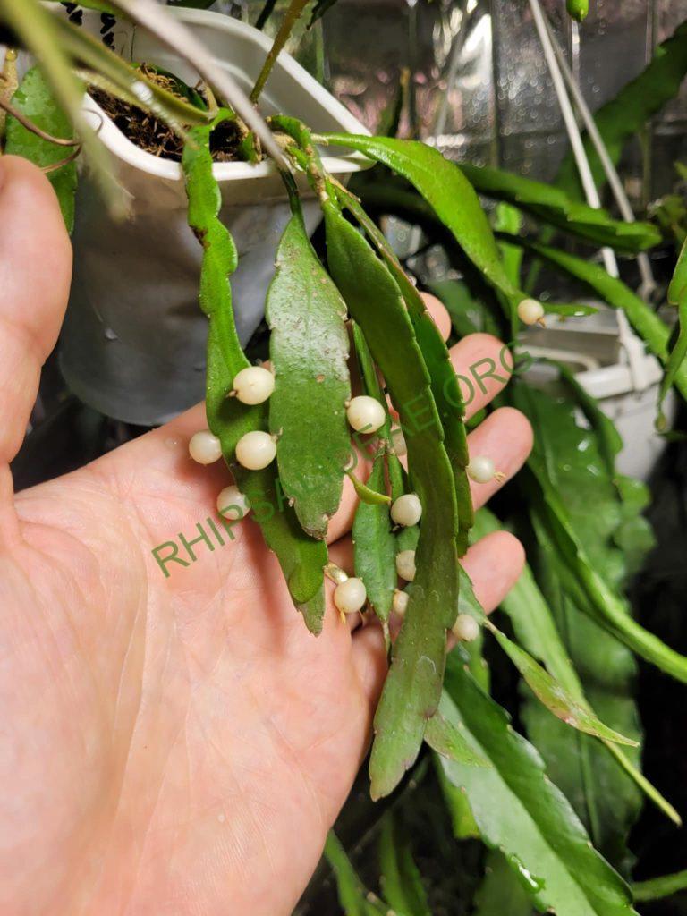 Kimnachia ramulosa subsp. ramulosa f. angustissima
