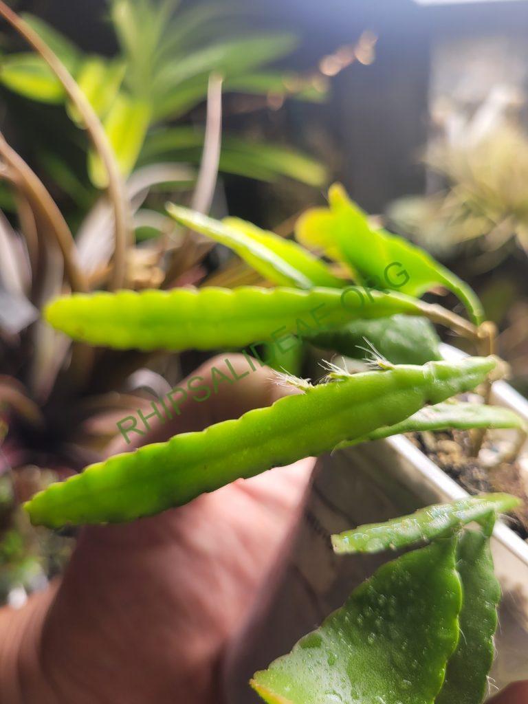Kimnachia ramulosa subsp. jamaicensis, Jamaica, Westmoreland Parish, Clark's Wood