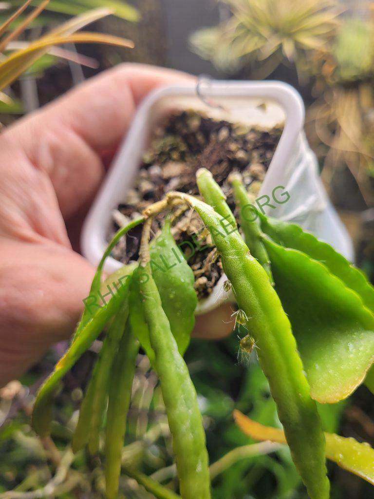Kimnachia ramulosa subsp. jamaicensis, Jamaica, Westmoreland Parish, Clark's Wood