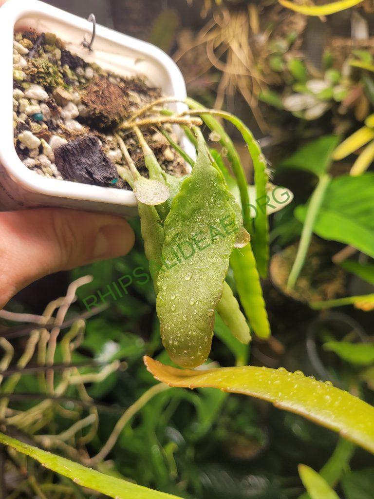 Kimnachia ramulosa subsp. jamaicensis, Jamaica, Westmoreland Parish, Clark's Wood