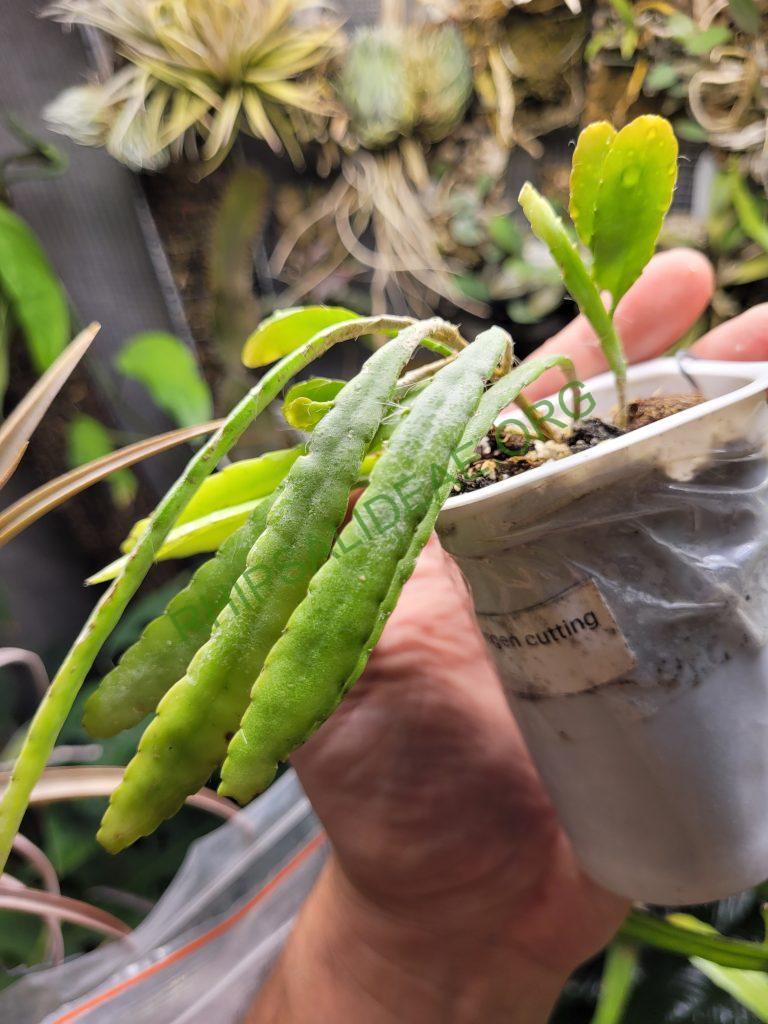 Kimnachia ramulosa subsp. jamaicensis, Jamaica, Westmoreland Parish, Clark's Wood