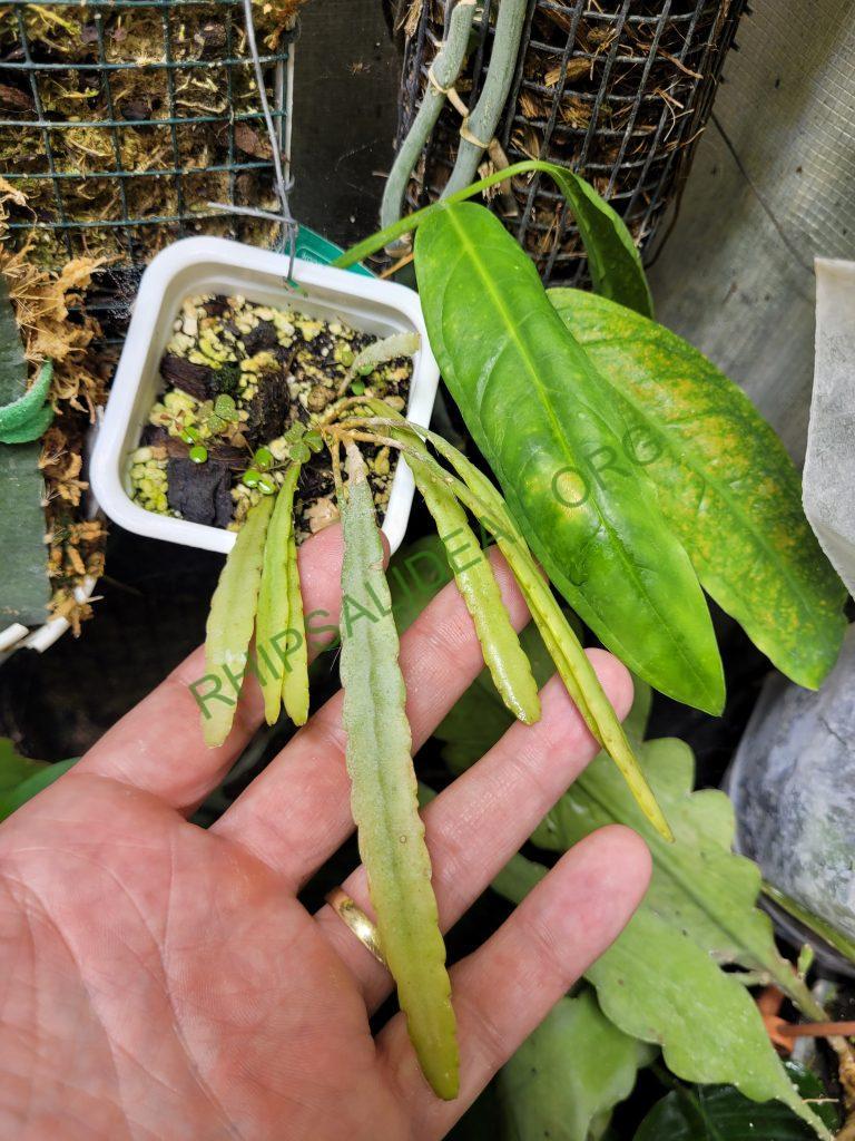 Kimnachia ramulosa subsp. jamaicensis, Jamaica, Westmoreland Parish, Clark's Wood