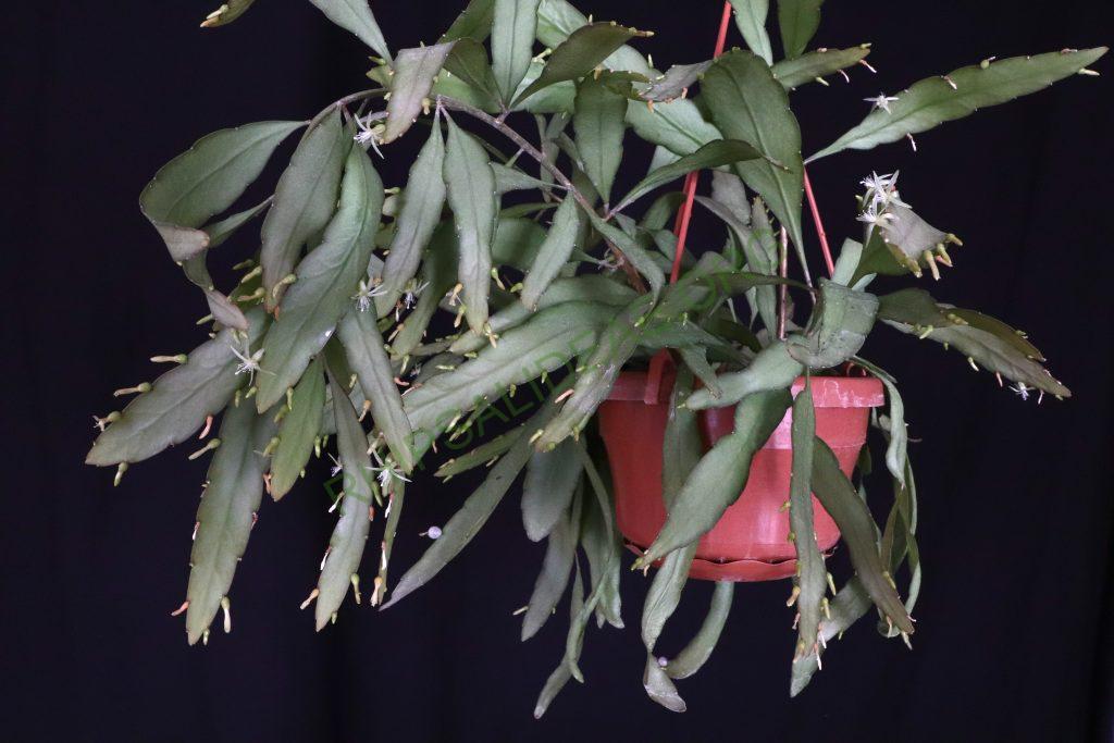 Kimnachia ramulosa subsp. ramulosa f. ramulosa