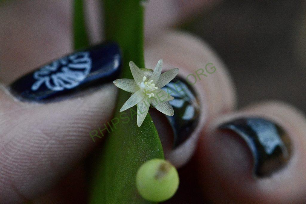 Kimnachia ramulosa subsp. ramulosa f. ramulosa