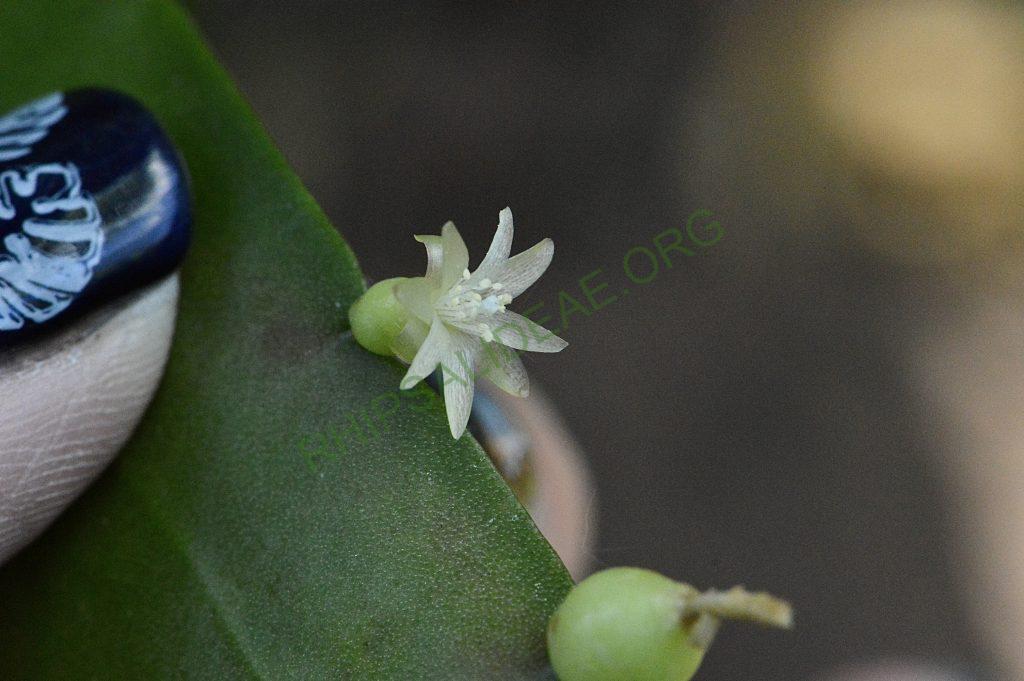 Kimnachia ramulosa subsp. ramulosa f. ramulosa