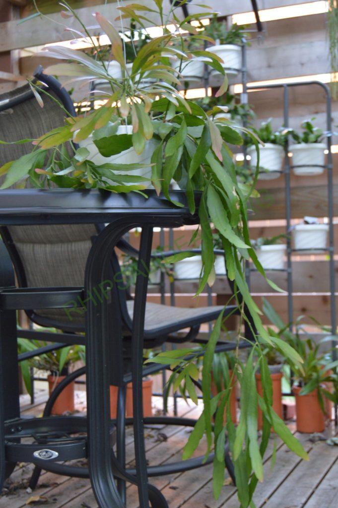 Kimnachia ramulosa subsp. ramulosa f. ramulosa