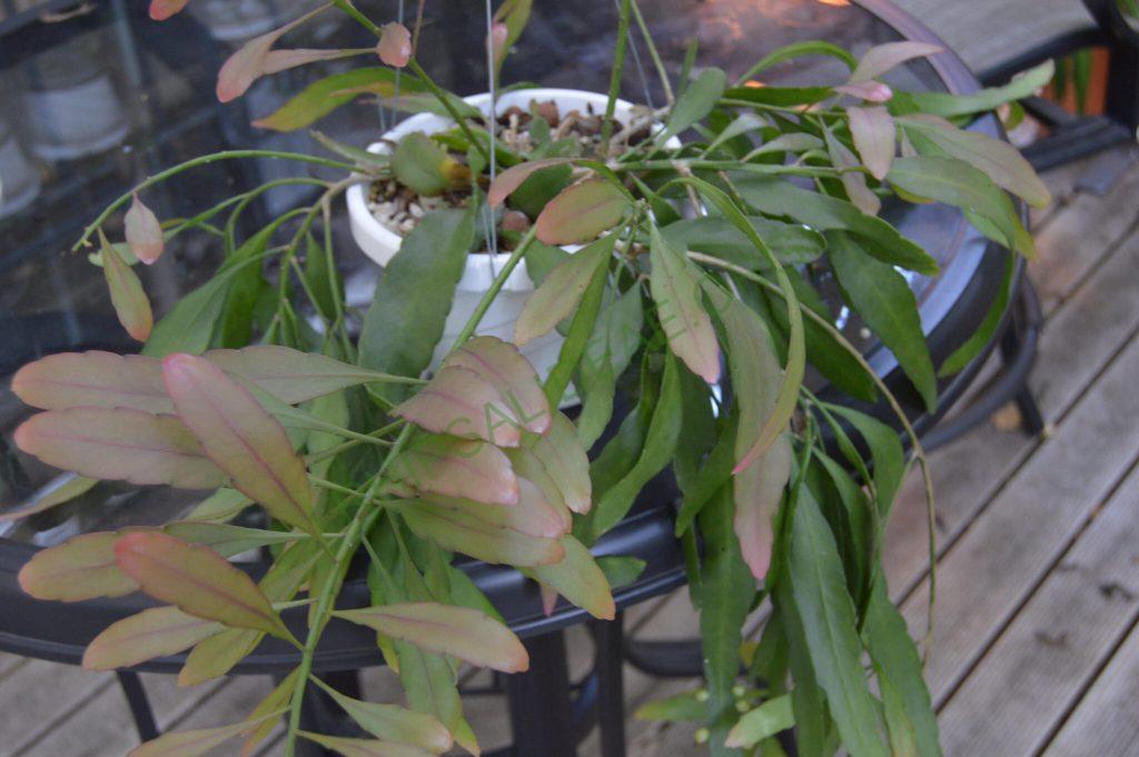 Kimnachia ramulosa subsp. ramulosa f. ramulosa